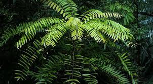 فوائد جينسينغ ماليزي تونكات علي: تعزيز الأداء الجنسي وزيادة مستويات التستوستيرون - Sahara Store