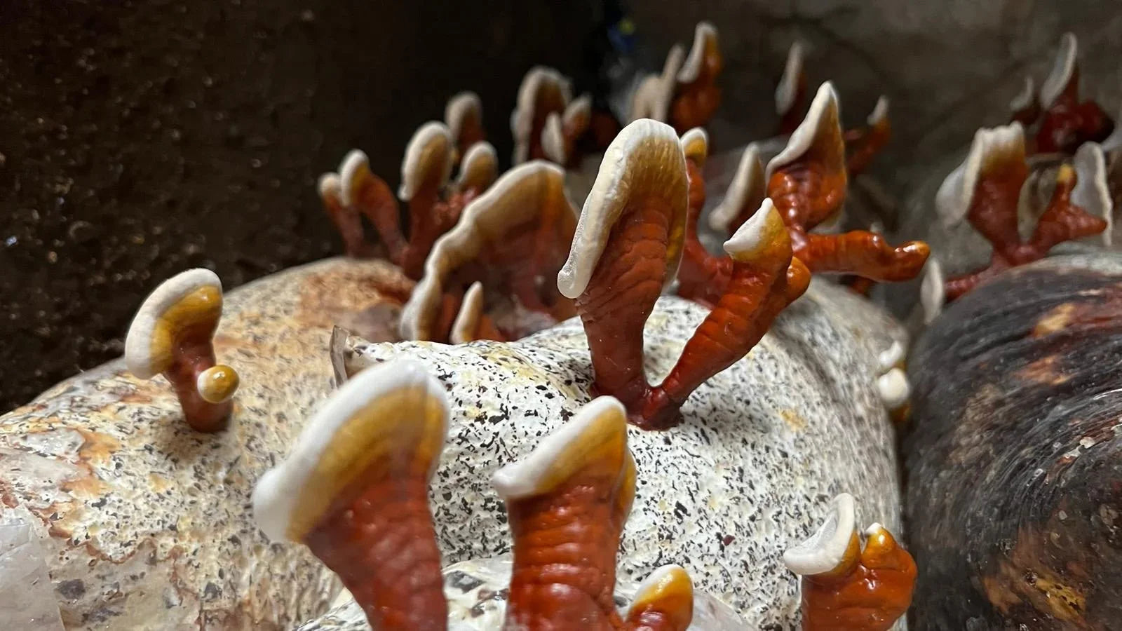 كيف يعزز فطر الريشي الأداء الطبيعي؟ - Sahara Store