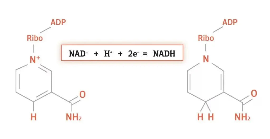 NADH ماهو ال - Sahara Store